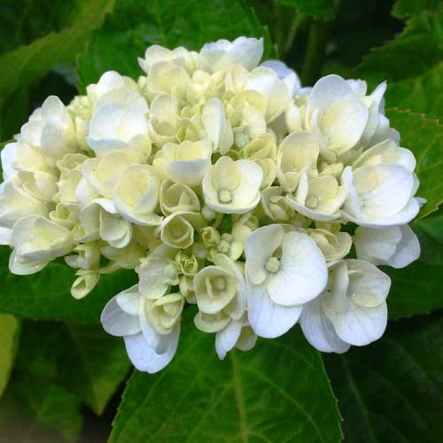 Hydrangea White 3 Hydrangea White