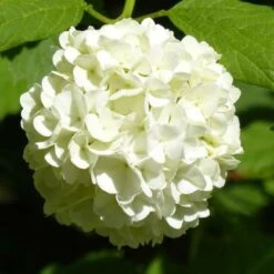 Hydrangea White 9 Hydrangea White -Plant Sale Store hydrangea white 1