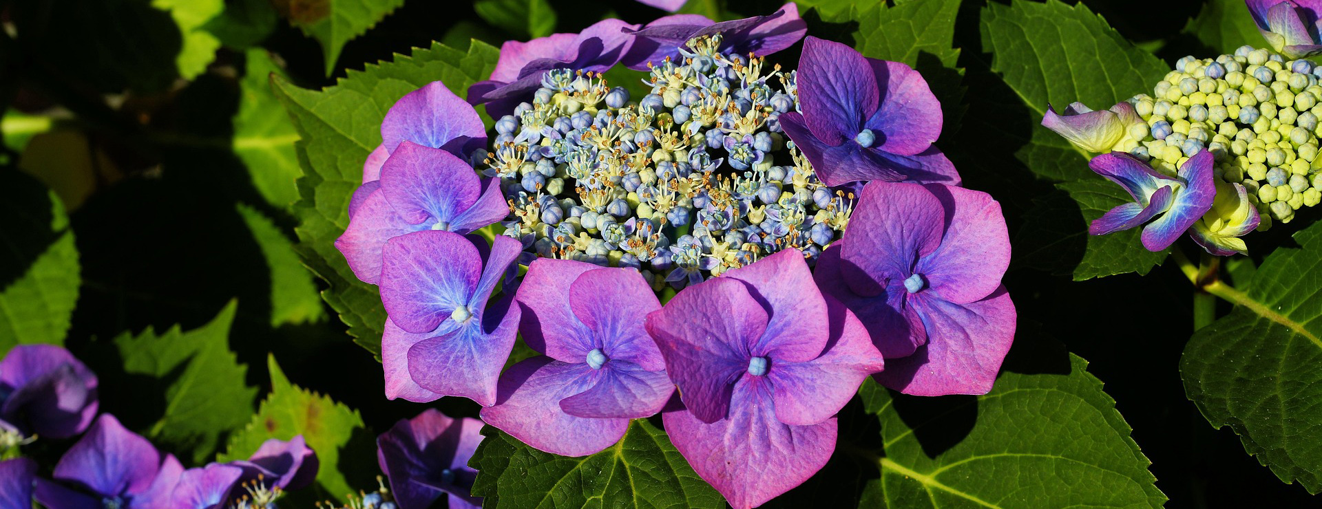Plant Sale Store 2 Plant Sale Store -Plant Sale Store hydrangeas 3523579 1920