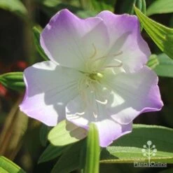 Tibouchina Illusion -Plant Sale Store illusion tubouchina fully open