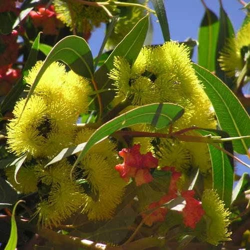 Australian Wildflower Illyarrie Redcap Gum - Seed 4 Australian Wildflower Illyarrie Redcap Gum - Seed - Image 2
