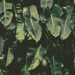 Philodendron Imbe 16 Philodendron Imbe -Plant Sale Store imbe wall