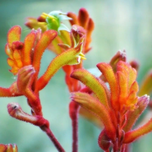 Australian Wildflower Kangaroo Paw - Seed 5 Australian Wildflower Kangaroo Paw - Seed - Image 4