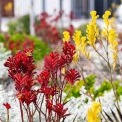 Australian Wildflower Kangaroo Paw - Seed 7 Australian Wildflower Kangaroo Paw - Seed -Plant Sale Store kangaroo paws red yellow