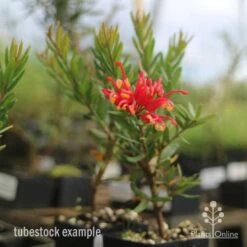 Grevillea Knockout 13 Grevillea Knockout -Plant Sale Store knockout grevillea tubestock