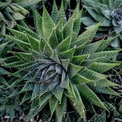 Aloe Aristata - Lace Aloe - Succulent 15 Aloe Aristata - Lace Aloe - Succulent -Plant Sale Store lace aloe cluster