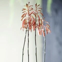 Aloe Aristata - Lace Aloe - Succulent 11 Aloe Aristata - Lace Aloe - Succulent -Plant Sale Store lace aloe flowers floradania