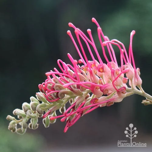 Grevillea Lana Maree 3 Grevillea Lana Maree