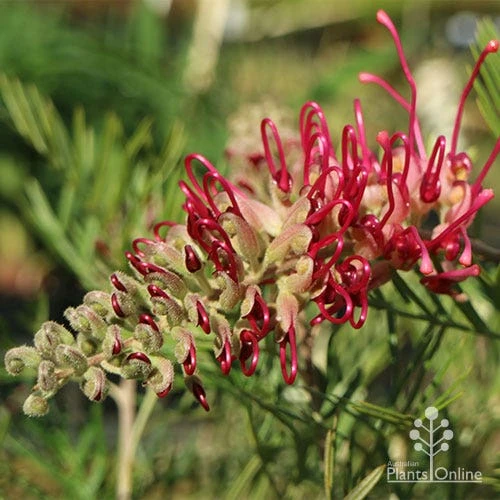 Grevillea Lana Maree 8 Grevillea Lana Maree - Image 6