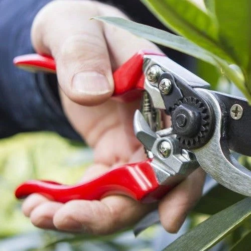 Left Hand Bypass Secateurs 5 Left Hand Bypass Secateurs - Image 3