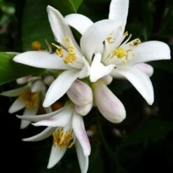 Citrus - Lemon Lisbon -Plant Sale Store lemon flower 500 1