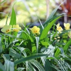 Spathoglottis Lemon Kiss - Native Orchid 12 Spathoglottis Lemon Kiss - Native Orchid -Plant Sale Store lemon kiss orchid plants