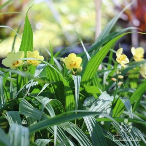 Spathoglottis Lemon Kiss - Native Orchid 7 Spathoglottis Lemon Kiss - Native Orchid - Image 5