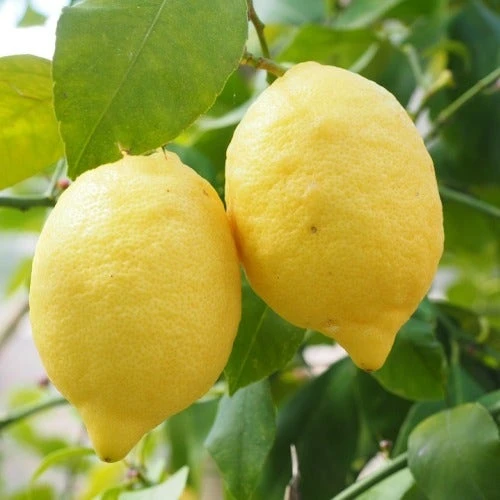 Citrus - Lemon Eureka 4 Citrus - Lemon Eureka - Image 2