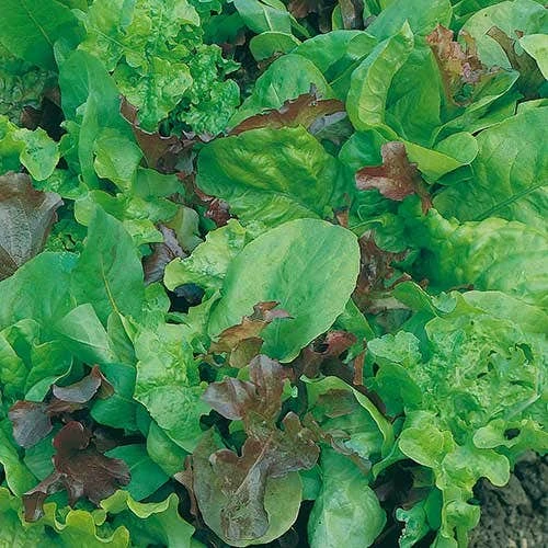 Lettuce Mixed Salad Leaves - Seed 4 Lettuce Mixed Salad Leaves - Seed - Image 2