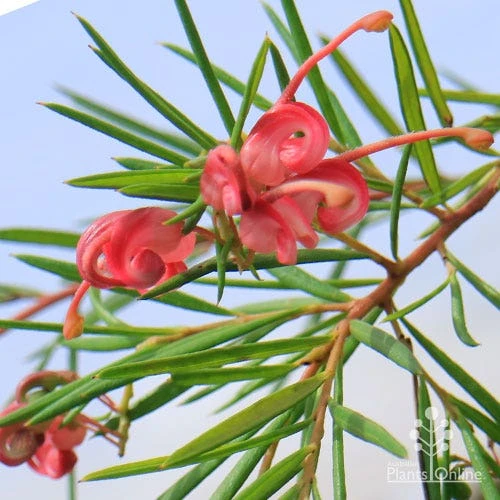 Grevillea Liliane 6 Grevillea Liliane - Image 4