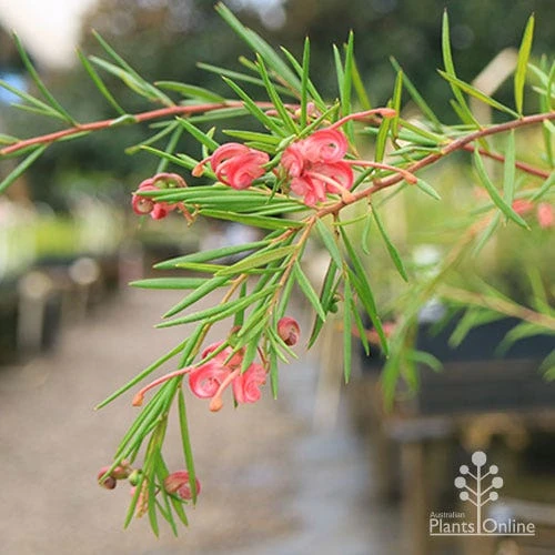 Grevillea Liliane 3 Grevillea Liliane