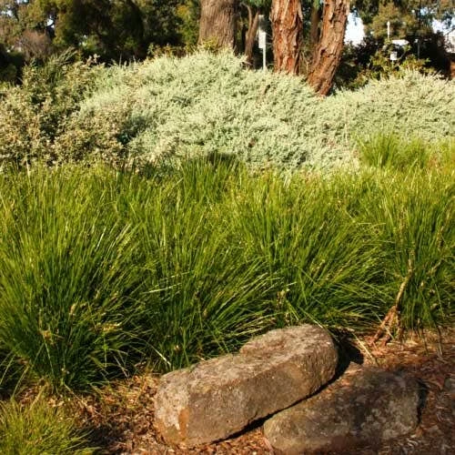 Lomandra Lime Tuff 6 Lomandra Lime Tuff - Image 4