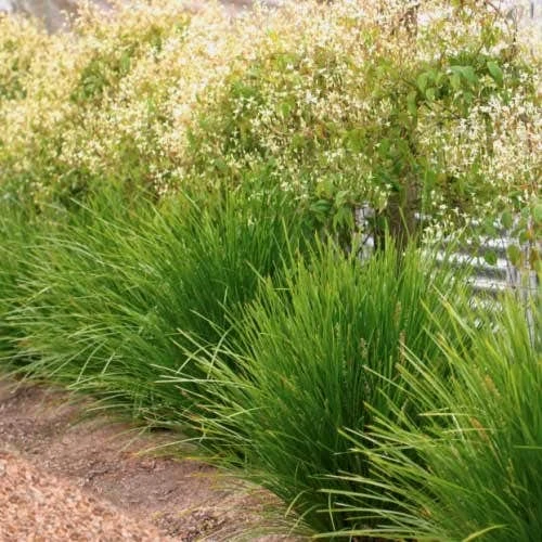 Lomandra Lime Tuff 3 Lomandra Lime Tuff