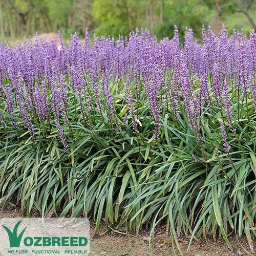 Liriope Amethyst 4 Liriope Amethyst - Image 2