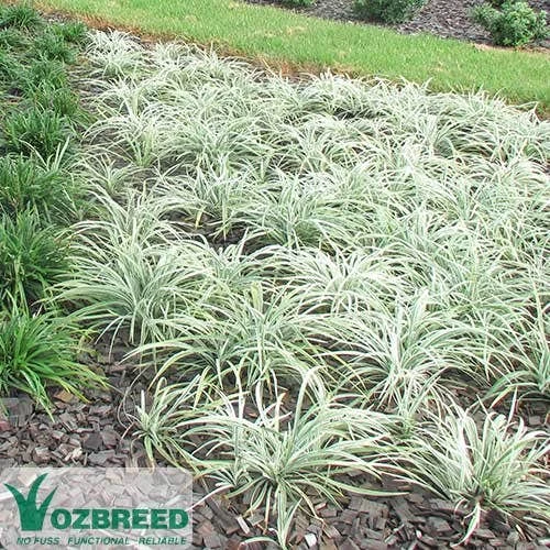 Liriope Silverlawn 3 Liriope Silverlawn