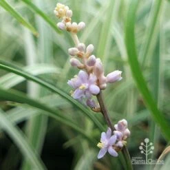 Liriope Silverlawn 11 Liriope Silverlawn -Plant Sale Store liriope silverlawn flower