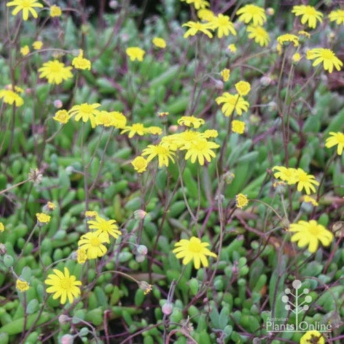 Othonna Ruby Necklace - Little Pickles - Succulent 3 Othonna Ruby Necklace - Little Pickles - Succulent