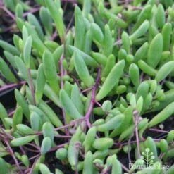 Othonna Ruby Necklace - Little Pickles - Succulent 15 Othonna Ruby Necklace - Little Pickles - Succulent -Plant Sale Store little pickles red stems close 500