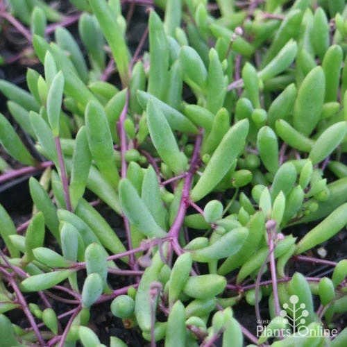 Othonna Ruby Necklace - Little Pickles - Succulent 9 Othonna Ruby Necklace - Little Pickles - Succulent - Image 7