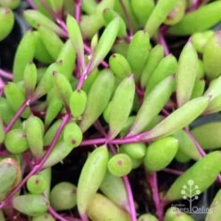 Othonna Ruby Necklace - Little Pickles - Succulent 11 Othonna Ruby Necklace - Little Pickles - Succulent -Plant Sale Store little pickles ruby necklace