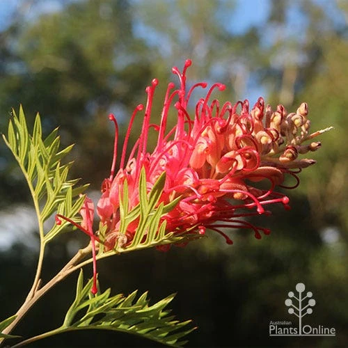 Grevillea Little Robyn 4 Grevillea Little Robyn - Image 2