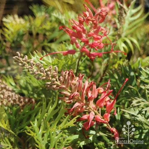 Grevillea Little Robyn 9 Grevillea Little Robyn - Image 7