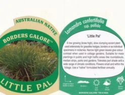 Lomandra Little Pal -Plant Sale Store little pal 1