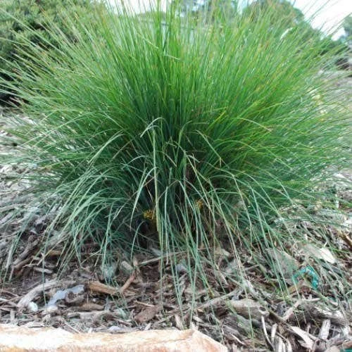 Lomandra Frosty Top 3 Lomandra Frosty Top