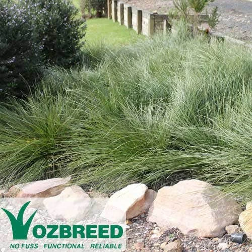 Lomandra SHARA 4 Lomandra SHARA - Image 2