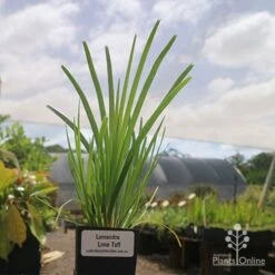 New Arrival -Plant Sale Store lomanndra lime tuff tubestock