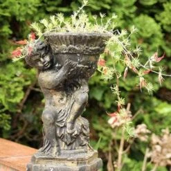 Lotus Red Flash - Parrot's Beak 14 Lotus Red Flash - Parrot's Beak -Plant Sale Store lotus planted