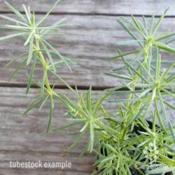 Lotus Red Flash - Parrot's Beak 16 Lotus Red Flash - Parrot's Beak -Plant Sale Store lotus red flash