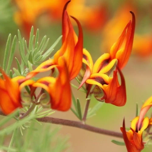Lotus Red Flash - Parrot's Beak 3 Lotus Red Flash - Parrot's Beak
