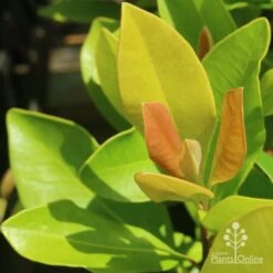 Tristaniopsis Luscious - Water Gum -Plant Sale Store luscious new leaves