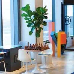 Ficus Lyrata - Fiddle Leaf Fig -Plant Sale Store lyrata chessboard