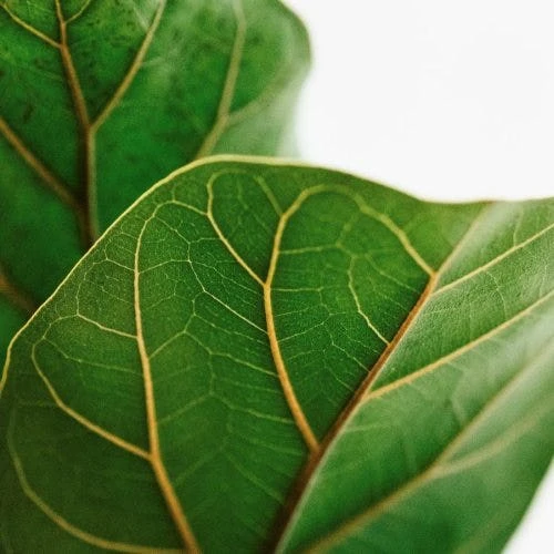 Ficus Lyrata Bambino - Fiddle Leaf Fig 6 Ficus Lyrata Bambino - Fiddle Leaf Fig - Image 4