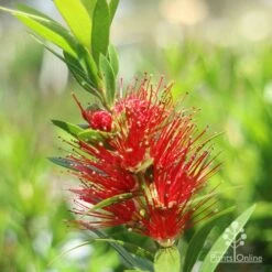 Callistemon Macarthur 20 Callistemon Macarthur -Plant Sale Store macarthur flower closeup