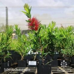 Callistemon Macarthur 25 Callistemon Macarthur -Plant Sale Store macarthur tubestock