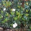 Magnolia Little Gem 2 Magnolia Little Gem -Plant Sale Store magnolia hedge nursery