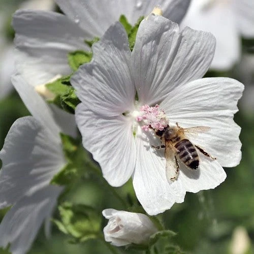 Musk Mallow - Seed 4 Musk Mallow - Seed - Image 2