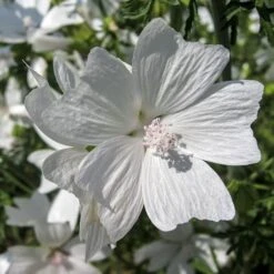 Musk Mallow - Seed 7 Musk Mallow - Seed -Plant Sale Store mallow white