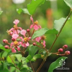 Malpighia Pixie - Acerola 26 Malpighia Pixie - Acerola -Plant Sale Store malpighia pixie flowers