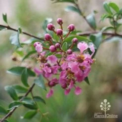 Malpighia Pixie - Acerola 30 Malpighia Pixie - Acerola -Plant Sale Store malpighia pixie nursery