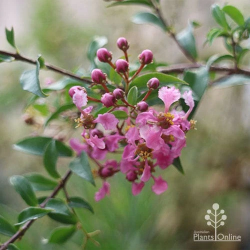 Malpighia Pixie - Acerola 15 Malpighia Pixie - Acerola - Image 13